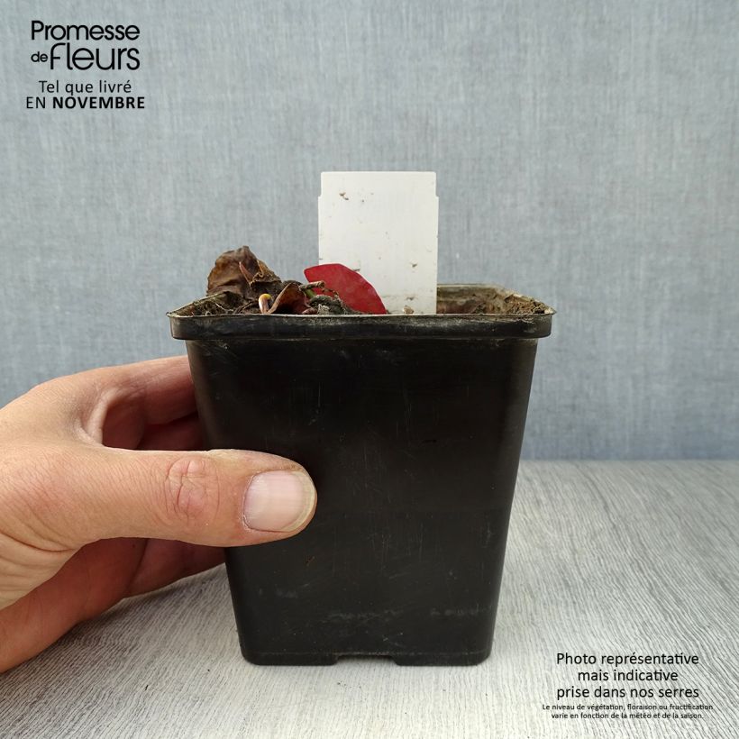 Esemplare di Nymphaea tetragona - Ninfea Vaso da 1L/1,5L come consegnato in autunno