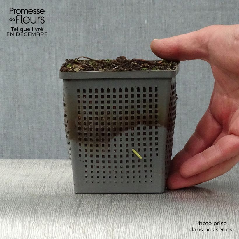 Nymphaea tetragona - Ninfea Vaso da 1L/1,5L esemplare consegnato in inverno