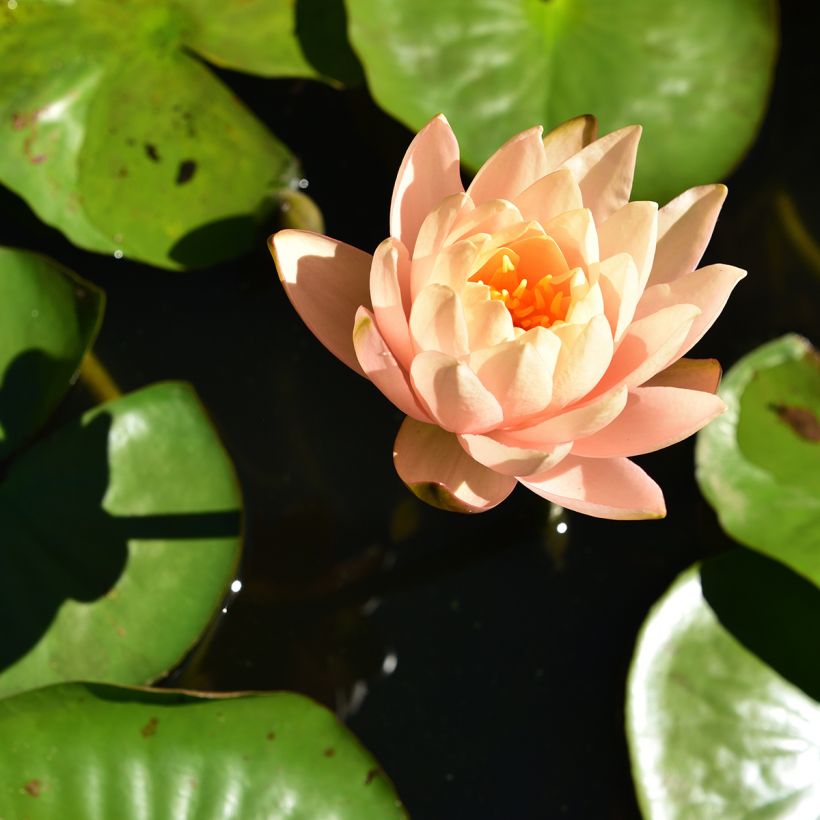 Nymphaea Clyde Ikins (Fioritura)