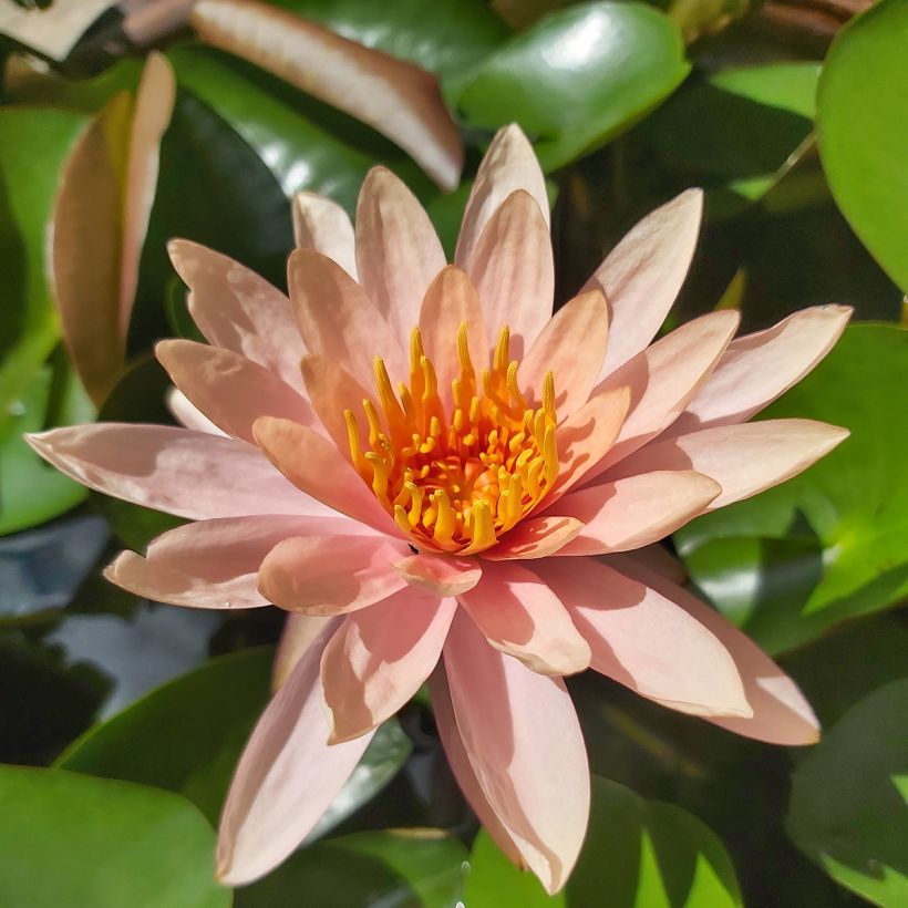 Nymphaea Colorado (Fioritura)