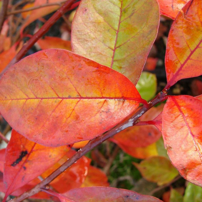 Nyssa sylvatica Autumn Cascades (Fogliame)