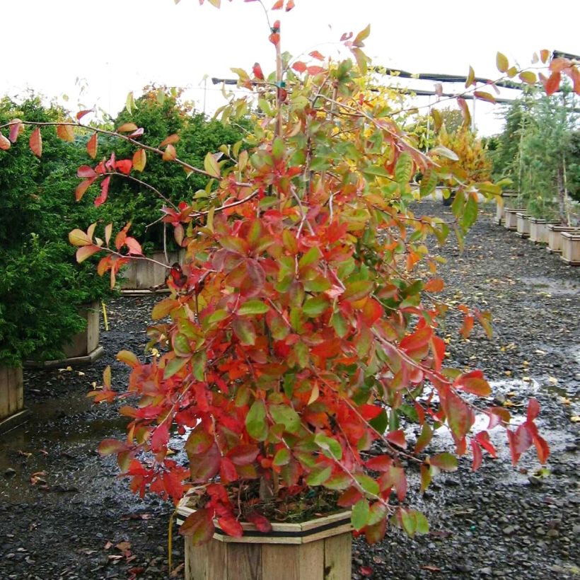Nyssa sylvatica Autumn Cascades (Porto)