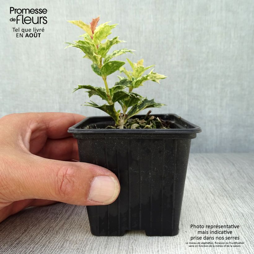Esemplare di Osmanthus heterophyllus Tricolor - Osmanto Vasetto da 8/9 cm consegnato in estate