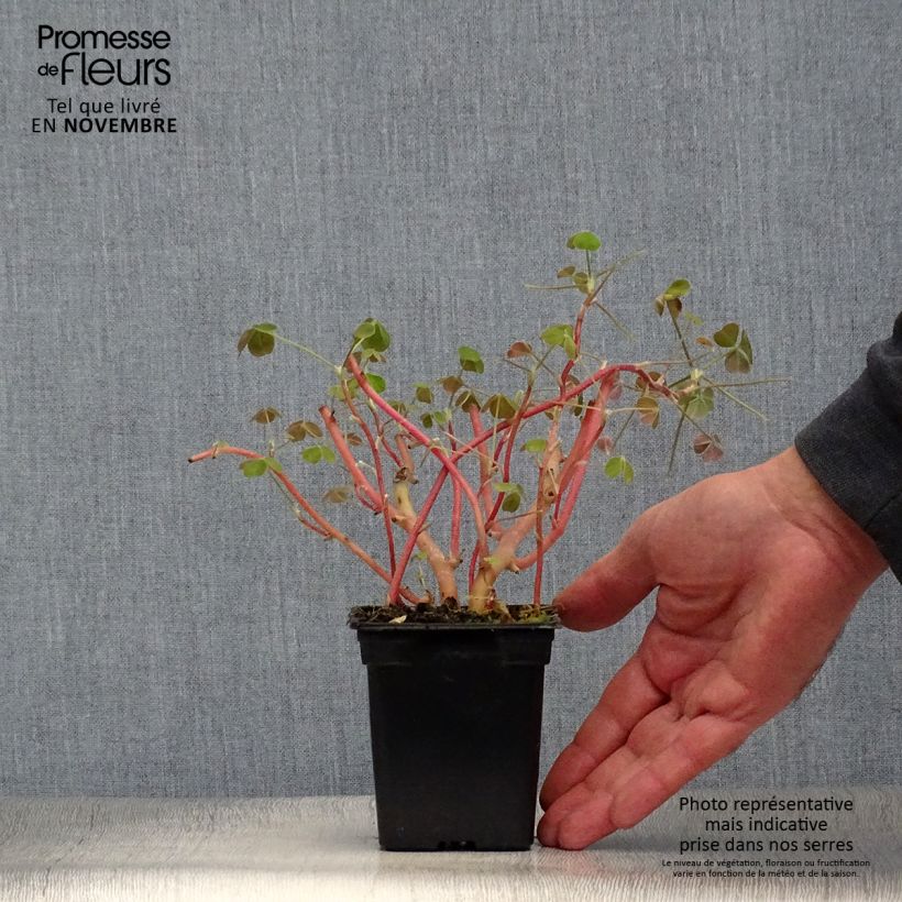 Esemplare di Oxalis tuberosa - Ossalide tuberosa Vasetto da 8/9 cm come consegnato in autunno
