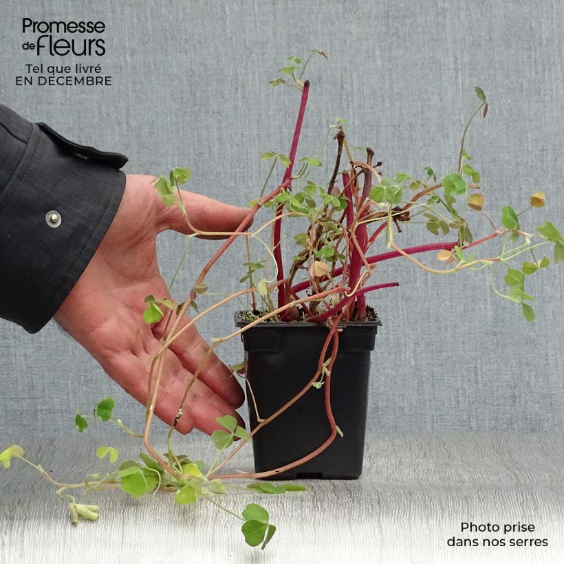 Oxalis tuberosa - Ossalide tuberosa Vasetto da 8/9 cm esemplare consegnato in inverno