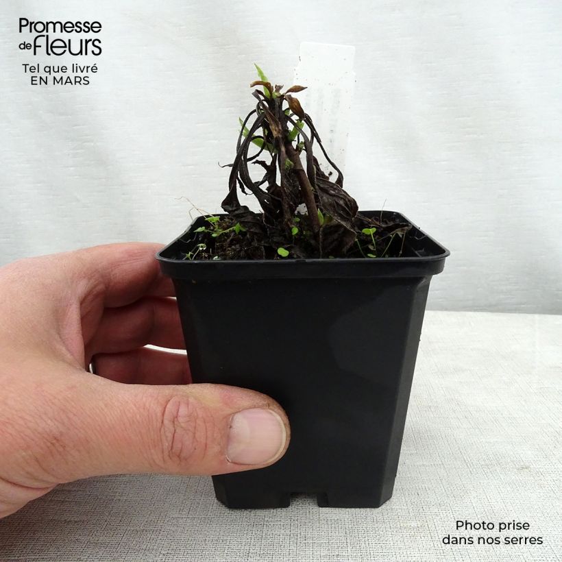 Aster amellus Dr Otto Petschek - Astro di Virgilio Vasetto da 8/9 cm esemplare consegnato in primavera