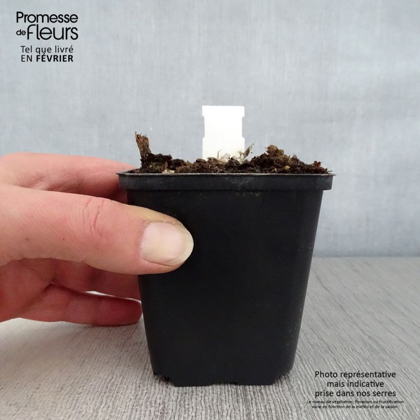 Aster amellus Dr Otto Petschek - Astro di Virgilio Vasetto da 8/9 cm esemplare consegnato in inverno