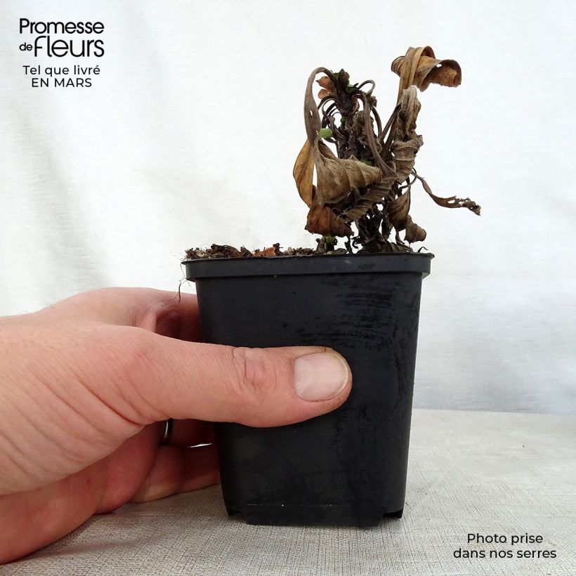 Aster amellus Grunder - Astro di Virgilio Vasetto da 8/9 cm esemplare consegnato in primavera