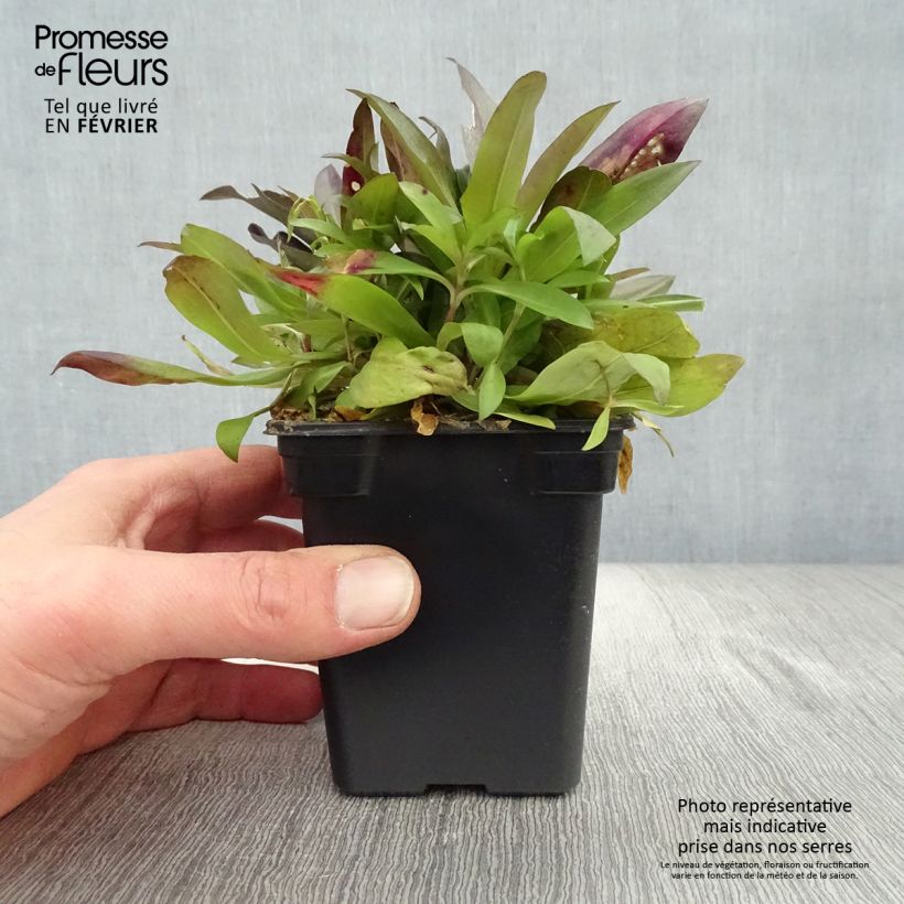 Dianthus barbatus Nigrescens Sooty - Garofano dei poeti Vasetto da 7/8 cm esemplare consegnato in inverno