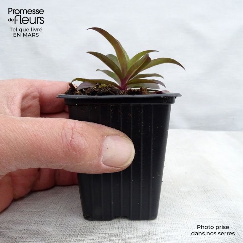 Dianthus barbatus Nigrescens Sooty - Garofano dei poeti Vasetto da 7/8 cm esemplare consegnato in primavera