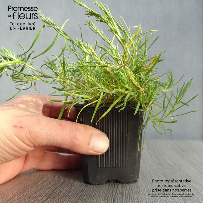 Petrorhagia saxifraga - Garofanina spaccasassi Vasetto da 8/9 cm esemplare consegnato in inverno