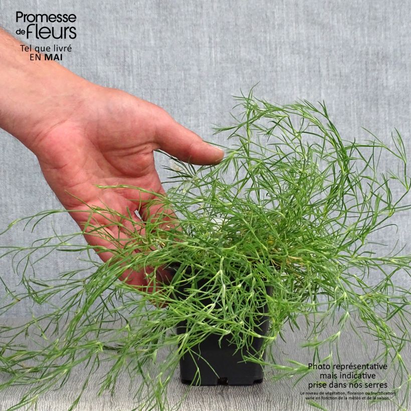 Petrorhagia saxifraga - Garofanina spaccasassi Vasetto da 8/9 cm esemplare consegnato in primavera