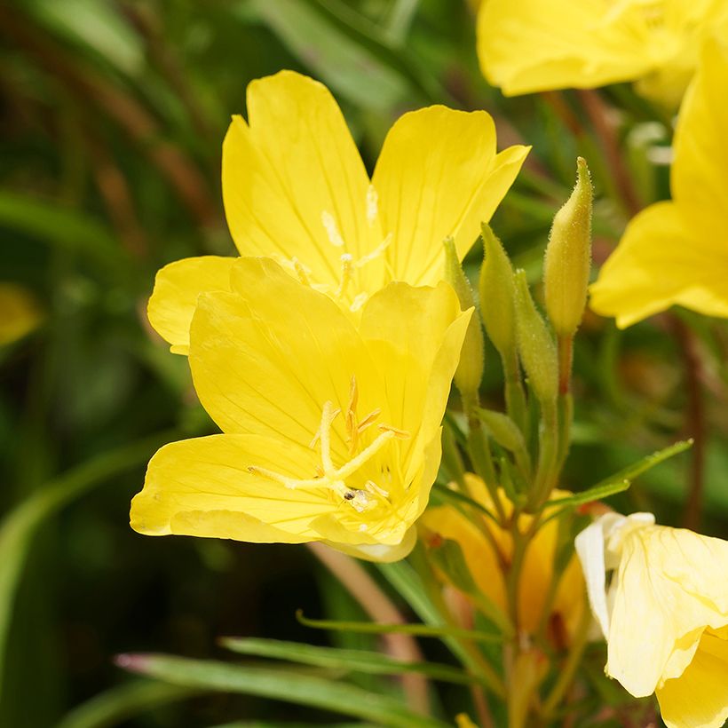 Oenothera fruticosa African Sun (Fioritura)