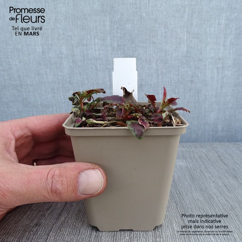 Oenothera speciosa Twilight Vasetto da 8/9 cm esemplare consegnato in inverno