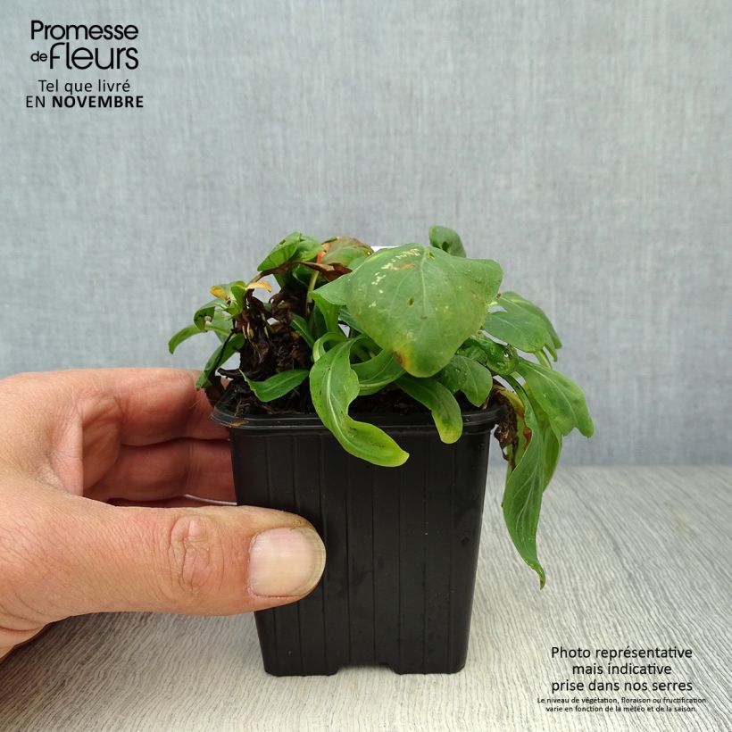 Esemplare di Oenothera fruticosa Sonnenwende Vasetto da 8/9 cm come consegnato in autunno