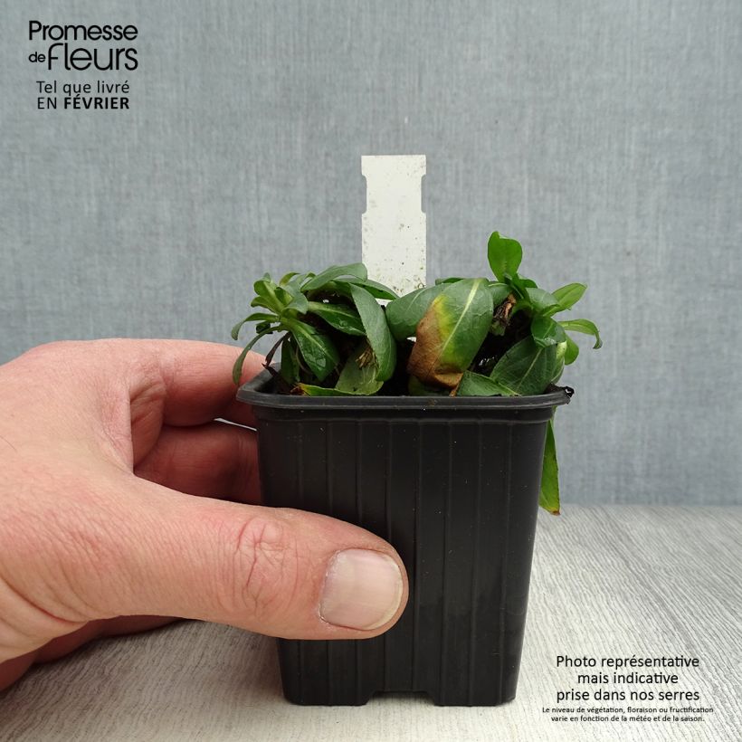 Oenothera fruticosa Sonnenwende Vasetto da 8/9 cm esemplare consegnato in inverno