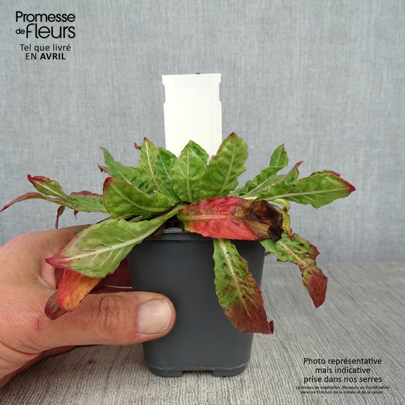 Oenothera glazioviana - Enagra di Lamark Vasetto da 8/9 cm esemplare consegnato in primavera