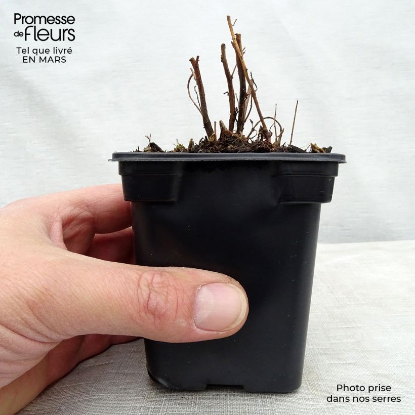 Oenothera speciosa Vasetto da 7/8 cm esemplare consegnato in inverno