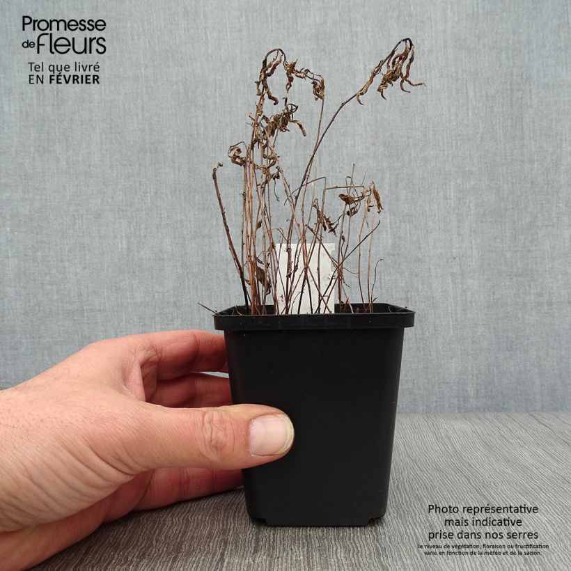 Oenothera speciosa Siskiyou Vasetto da 8/9 cm esemplare consegnato in inverno