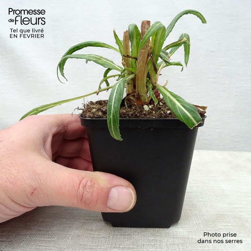 Oenothera versicolor Vasetto da 8/9 cm esemplare consegnato in inverno