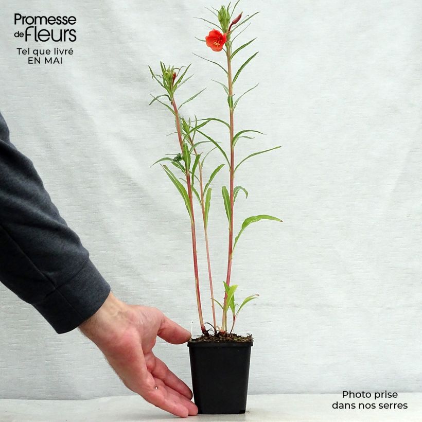 Oenothera versicolor Vasetto da 8/9 cm esemplare consegnato in primavera