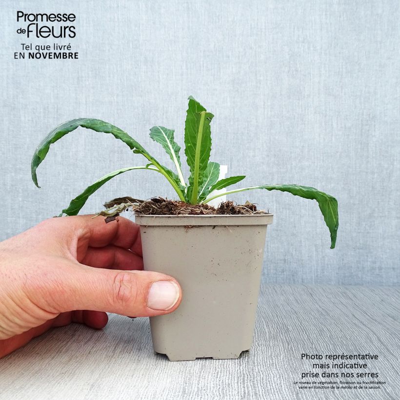 Esemplare di Oenothera versicolor Vasetto da 8/9 cm come consegnato in autunno