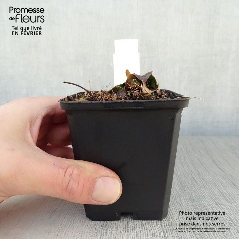 Oenothera fruticosa Michelle Ploeger Vasetto da 8/9 cm esemplare consegnato in inverno