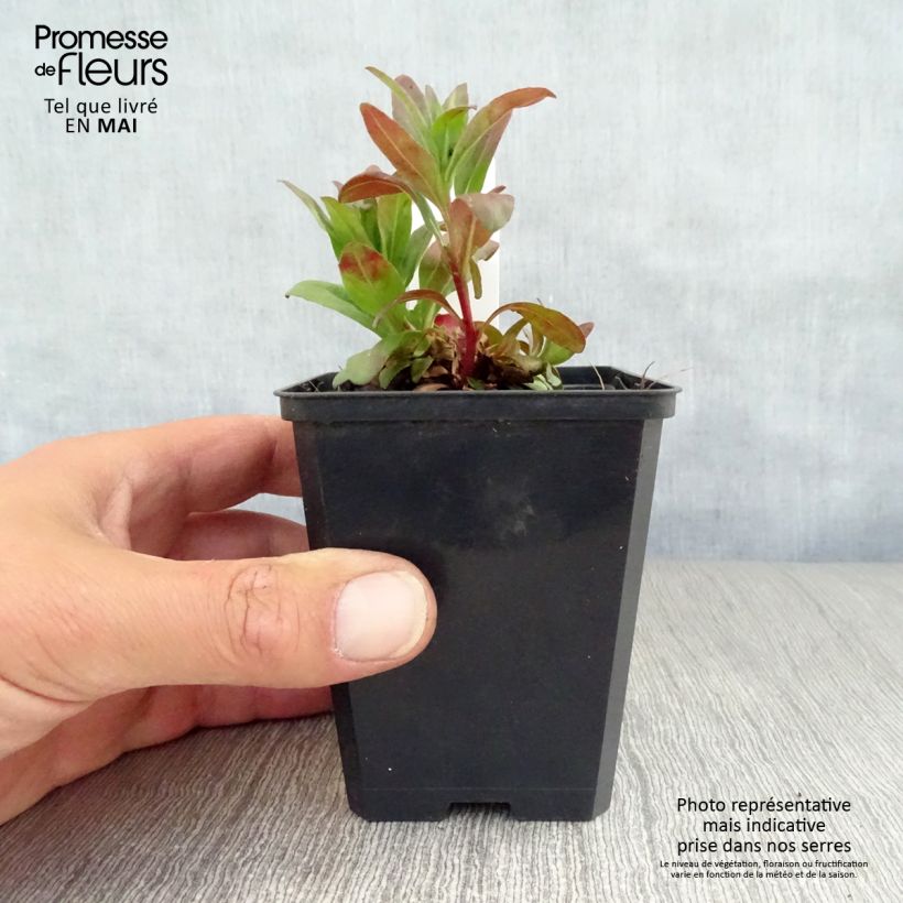 Oenothera fruticosa Michelle Ploeger Vasetto da 8/9 cm esemplare consegnato in primavera