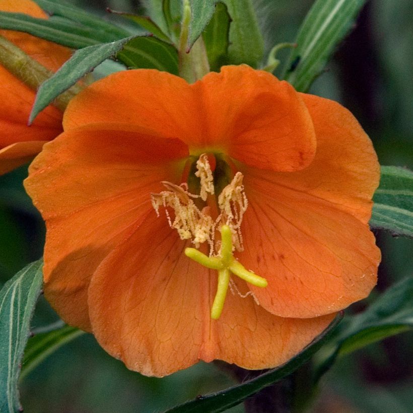 Oenothera versicolor Sunset Boulevard (Fioritura)