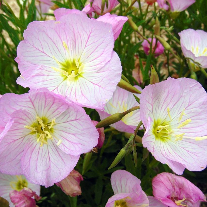 Oenothera speciosa Siskiyou (Fioritura)
