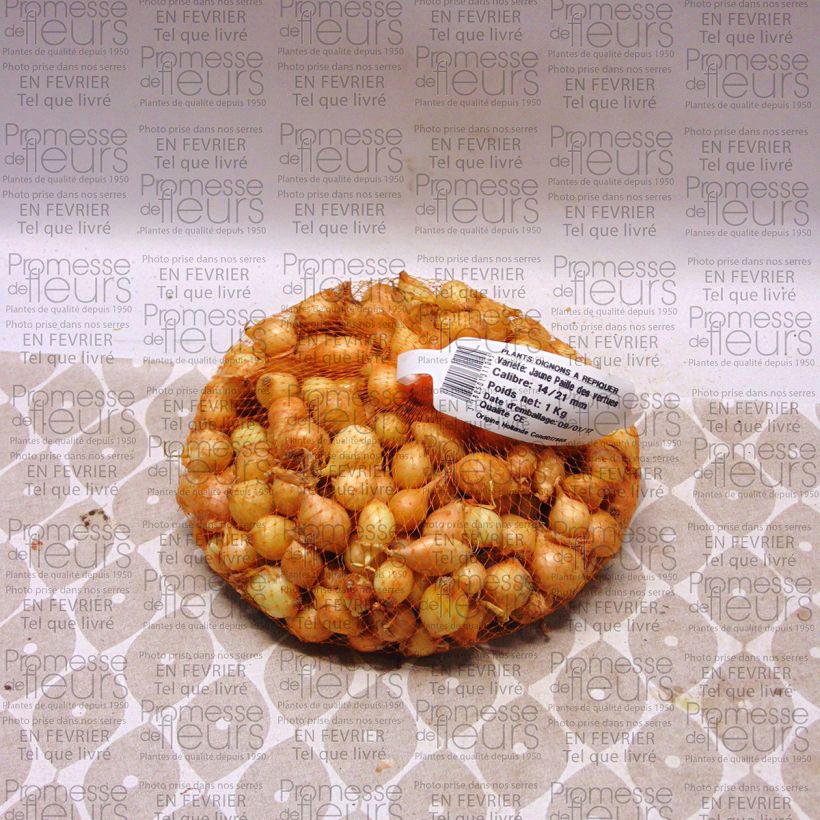 Esempio di esemplare Cipolla gialla Paille des Vertus Pezzo taglia 14/21 mm come consegnato