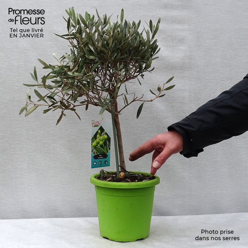 Olea europaea (alberello) - Olivo Vaso da 2L/3L esemplare consegnato in inverno