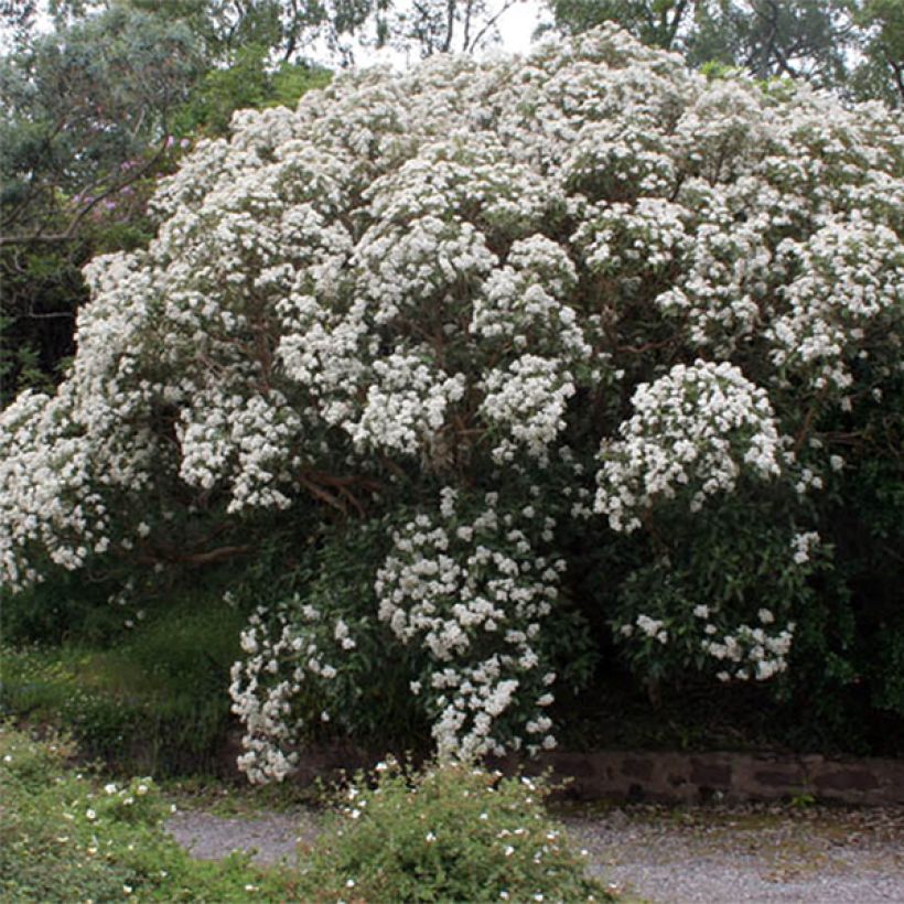 Olearia macrodonta Major (Fioritura)