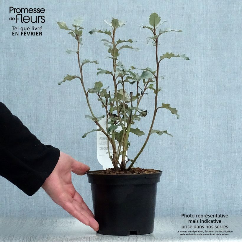 Olearia macrodonta Major Vaso da 2L/3L esemplare consegnato in inverno