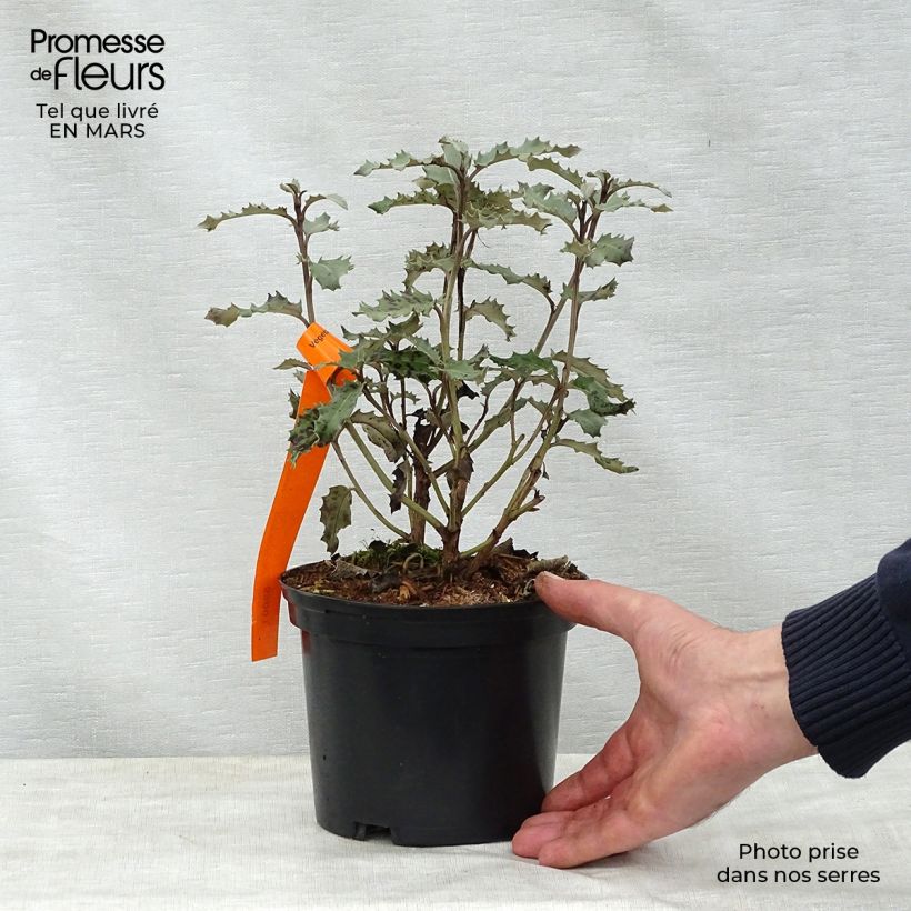 Olearia macrodonta Major Vaso da 2L/3L esemplare consegnato in primavera