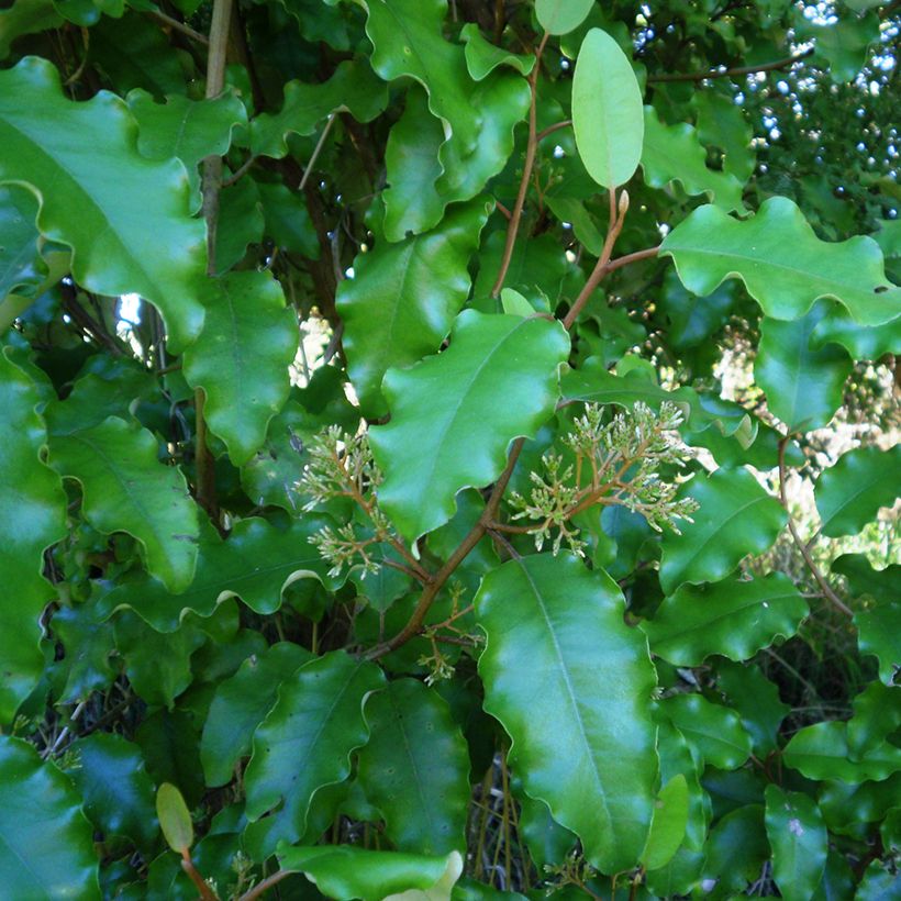 Olearia paniculata (Fogliame)
