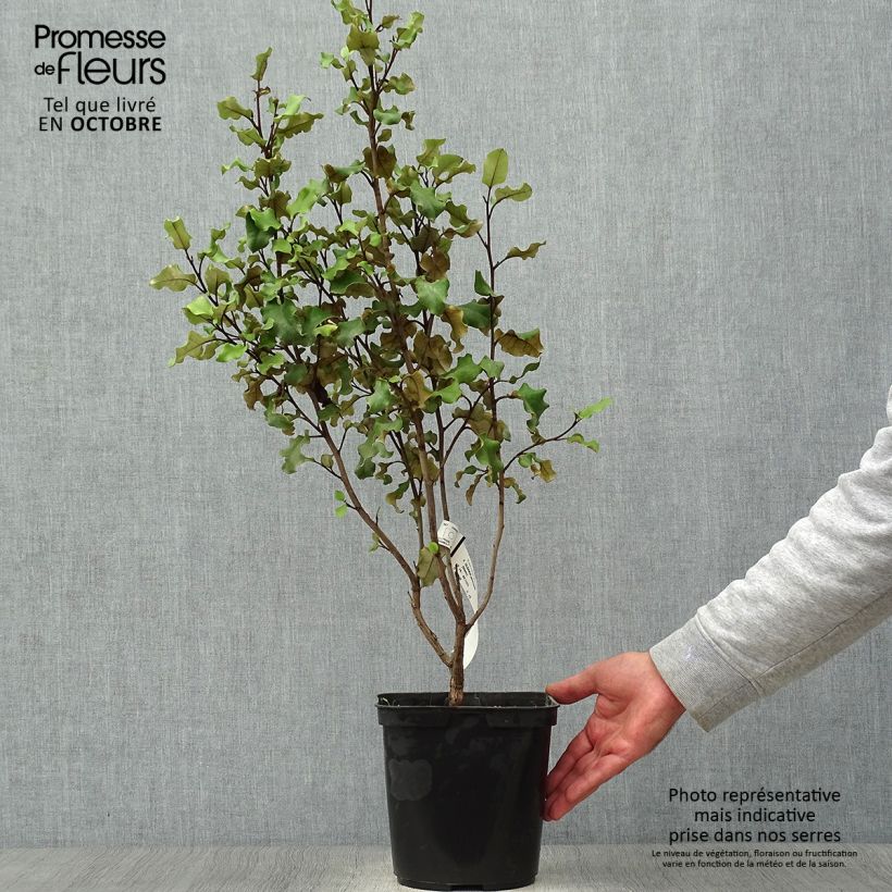 Esemplare di Olearia paniculata Vaso da 4L/5L come consegnato in autunno