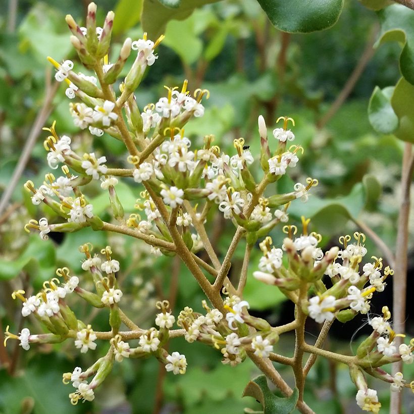 Olearia paniculata (Fioritura)