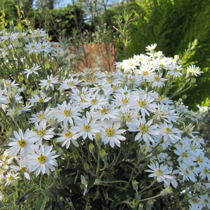 Olearia scilloniensis (Fioritura)