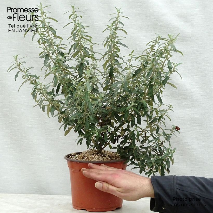 Olearia scilloniensis Vaso da 3L/4L esemplare consegnato in inverno
