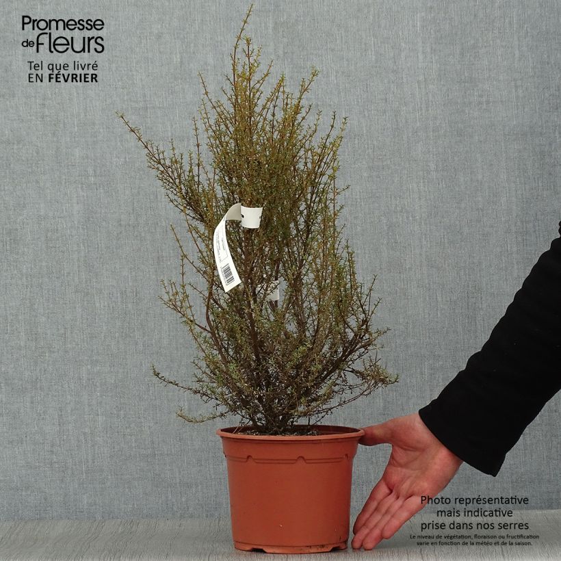 Olearia solandri Aurea Vaso da 2L/3L esemplare consegnato in inverno