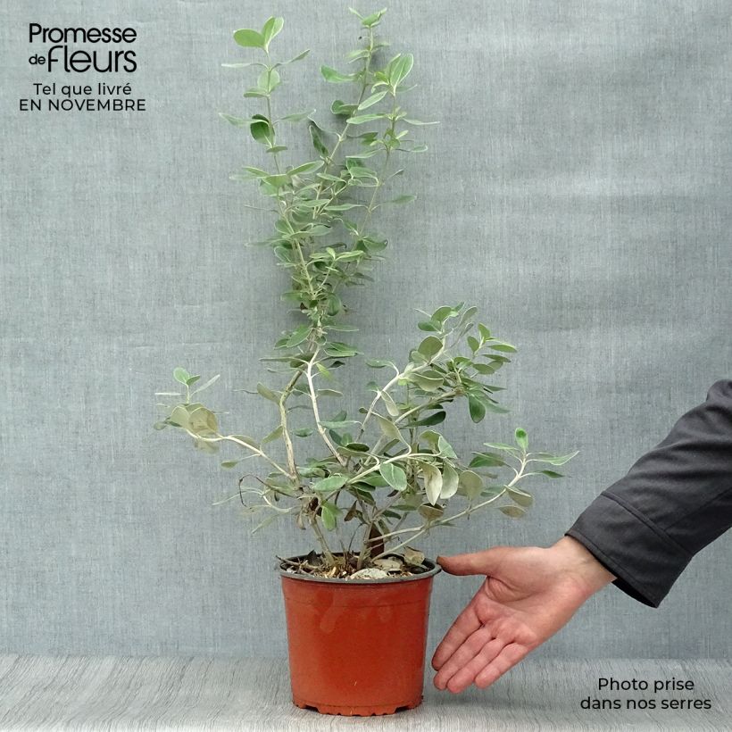 Esemplare di Olearia traversii Vaso da 2L/3L come consegnato in autunno