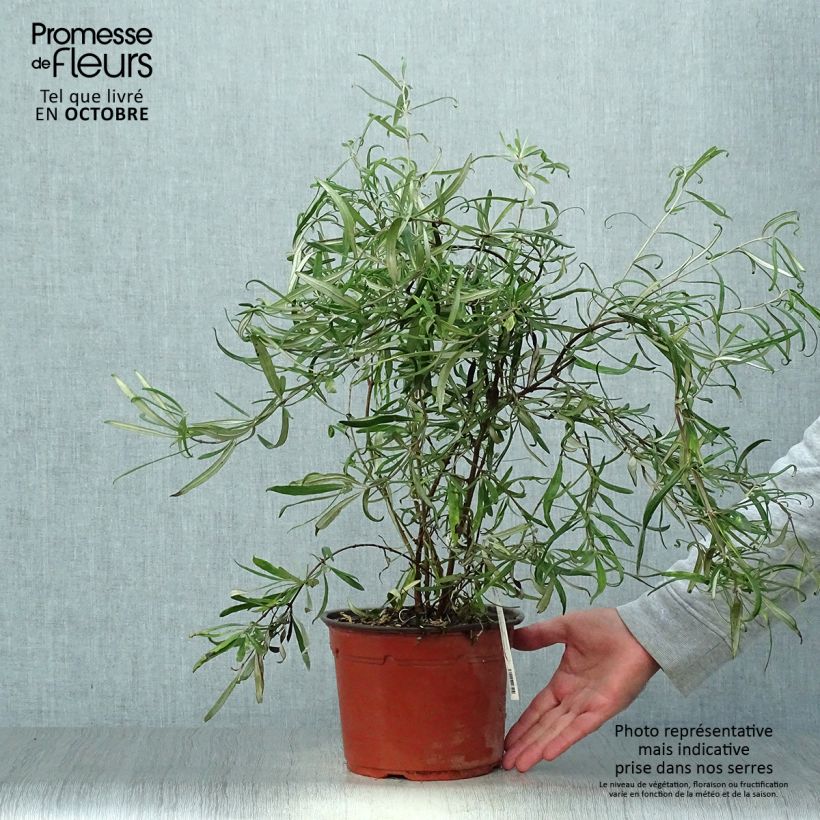 Esemplare di Olearia virgata Vaso da 2L/3L come consegnato in autunno