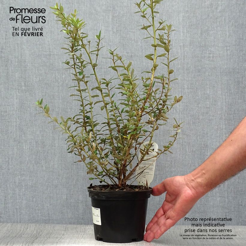 Esemplare di Olearia haastii Vaso da 2L/3L come consegnato in autunno