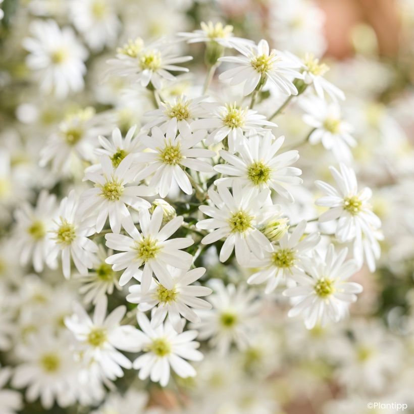 Olearia phlogopappa Spring Bling (Fioritura)