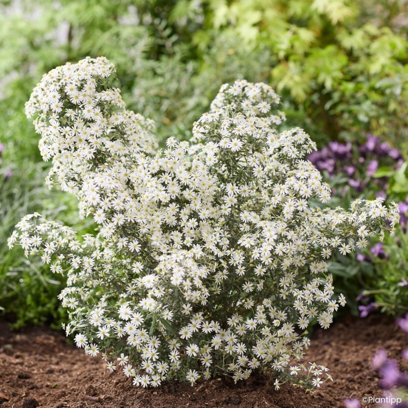 Olearia phlogopappa Spring Bling (Porto)