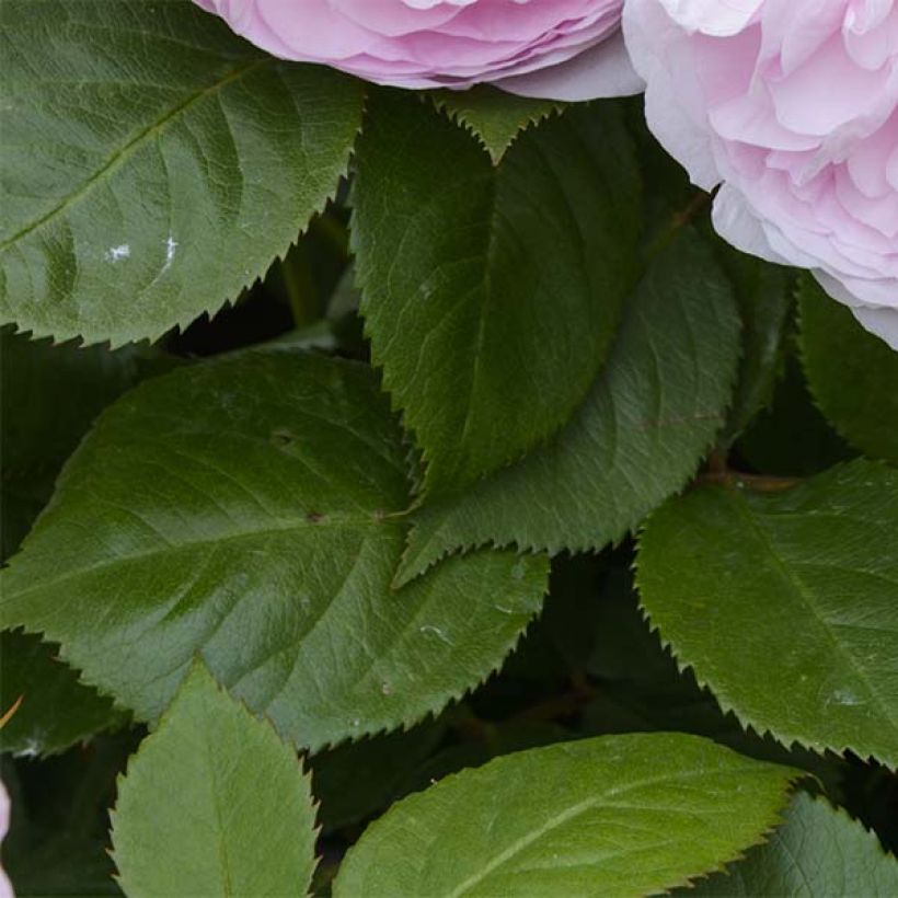 Rosa Olivia Rose Austin (Fogliame)