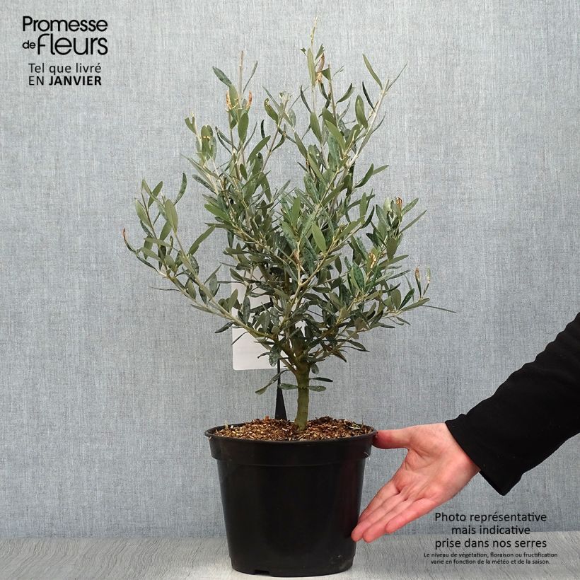 Olivo Negrette Vaso da 4L/5L esemplare consegnato in inverno