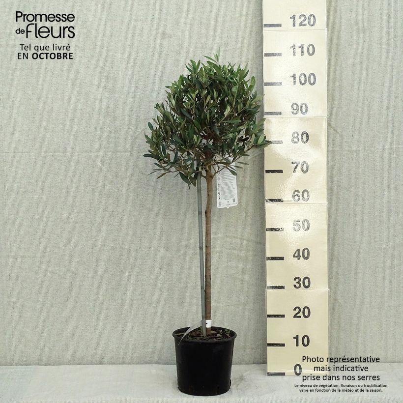 Esemplare di Olea europaea (alberello) - Olivo Vaso da 4L/5L come consegnato in autunno