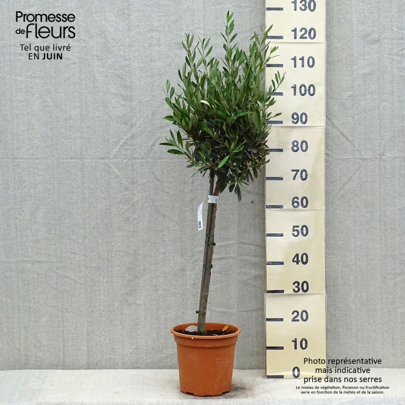 Esemplare di Olea europaea (alberello) - Olivo Vaso da 4L/5L, Vaso impalcato basso consegnato in estate